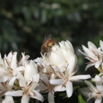 201802 bee2.jpg